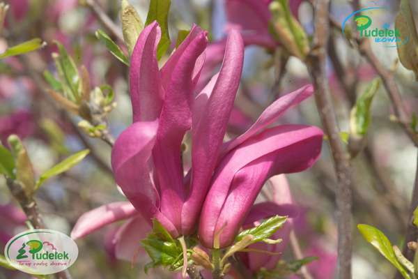 Magnolia Susan